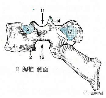 经典解剖:脊柱|胸椎|胸椎|关节面|横突