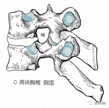 经典解剖:脊柱|胸椎