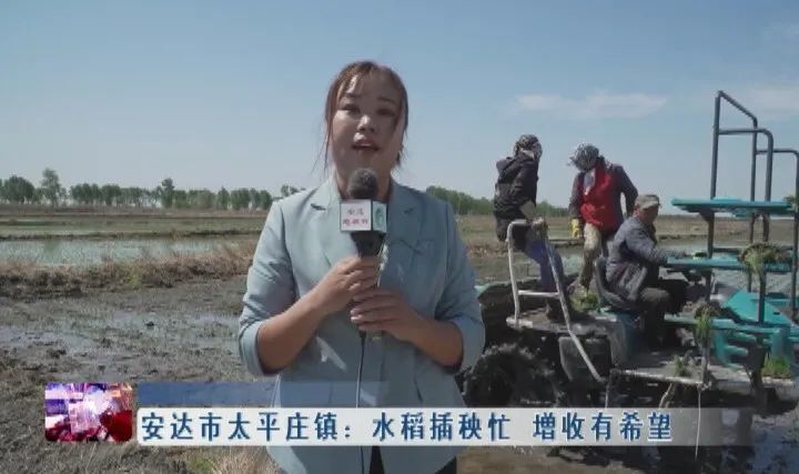新闻联播▏安达市太平庄镇:水稻插秧忙 增收有希望
