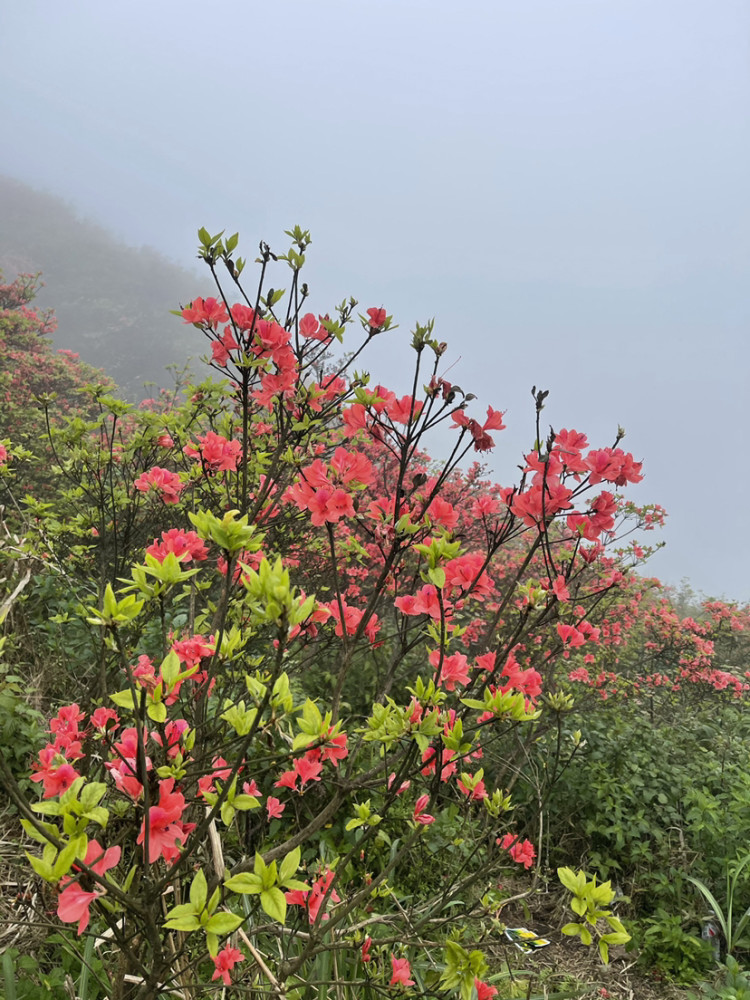 龙泉山杜鹃花海