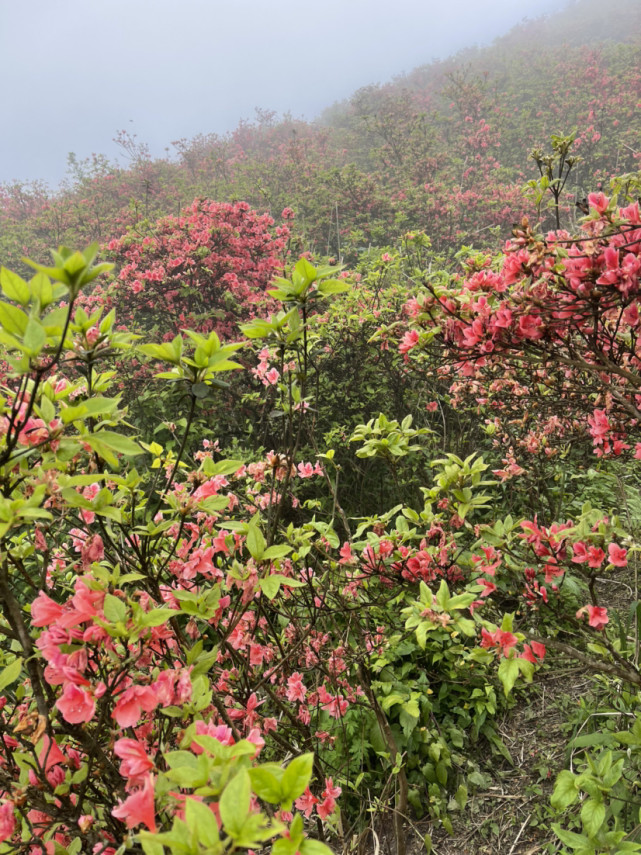 龙泉山杜鹃花海