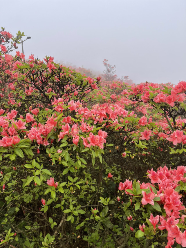 龙泉山杜鹃花海