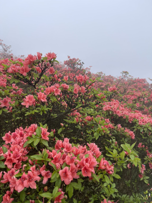 龙泉山杜鹃花海