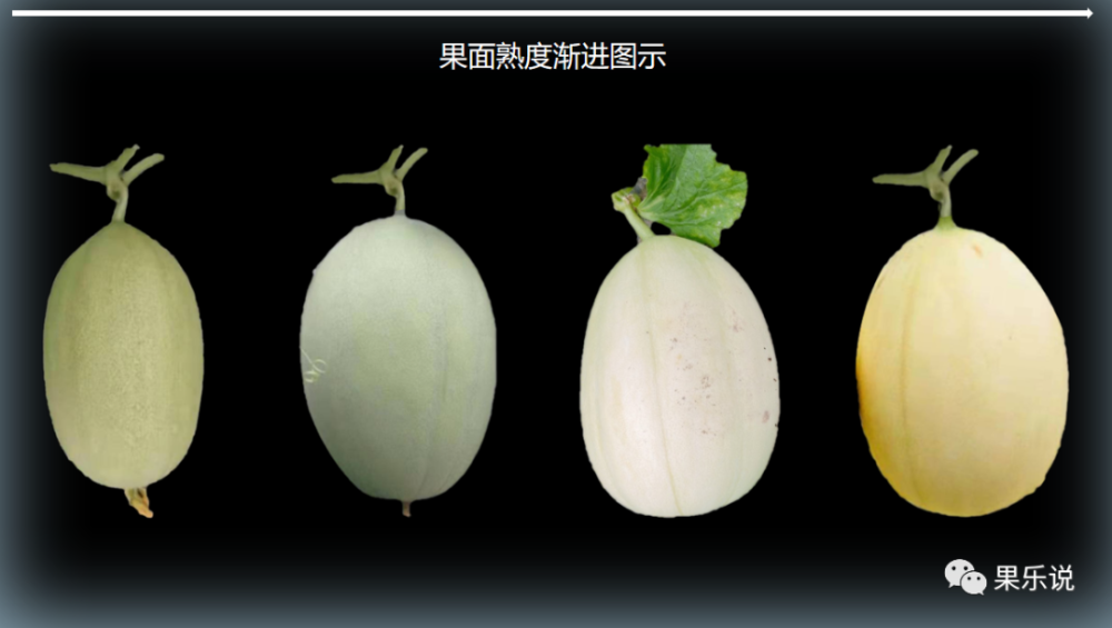 常见甜瓜类(九):东方蜜瓜与黄金蜜瓜