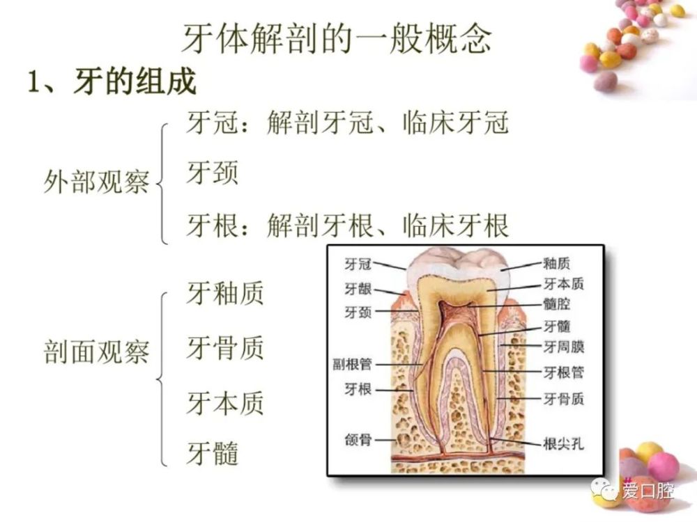 口腔解剖生理学牙体解剖