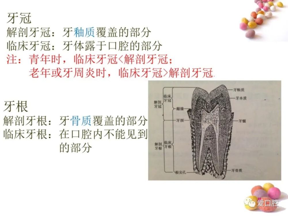 口腔解剖生理学:牙体解剖