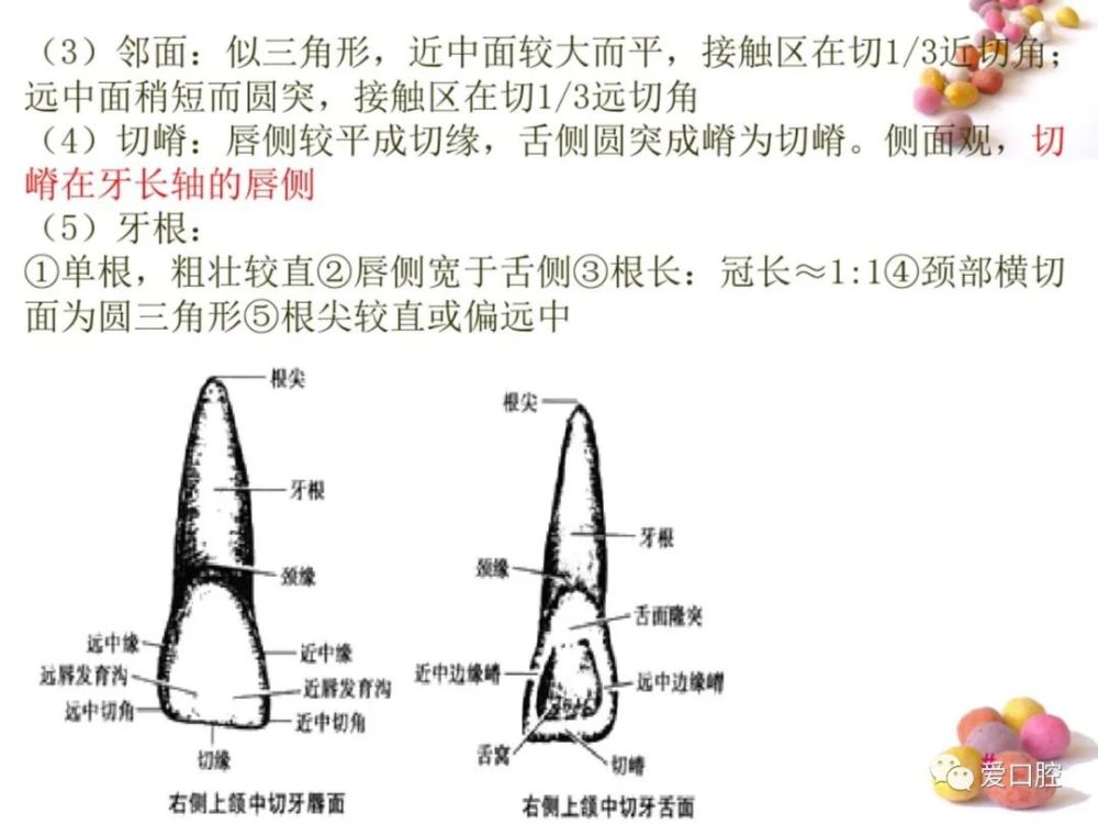 口腔解剖生理学:牙体解剖