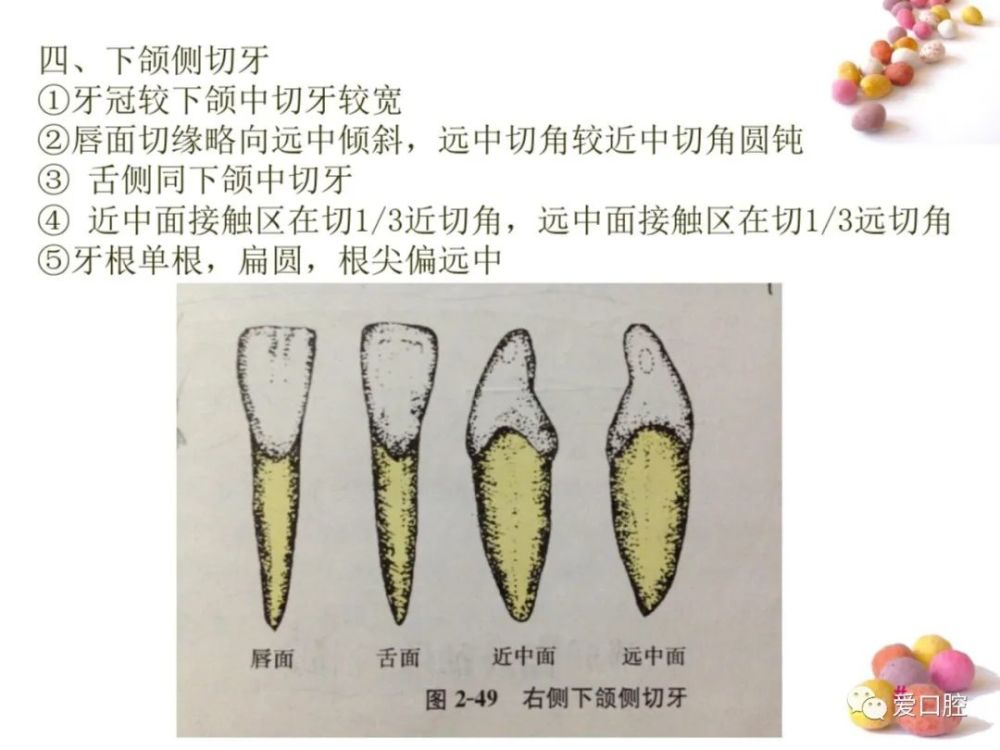 口腔颌面部骨骼肌肉解剖图谱 恒牙解剖形态讲解 无牙颌解