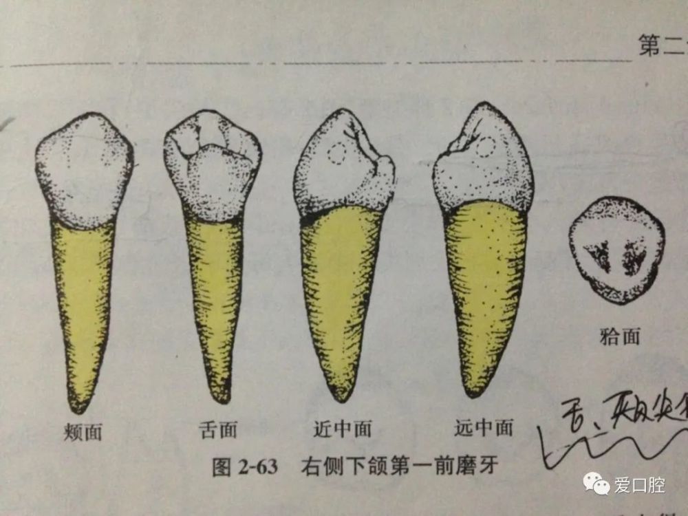 口腔解剖生理学牙体解剖