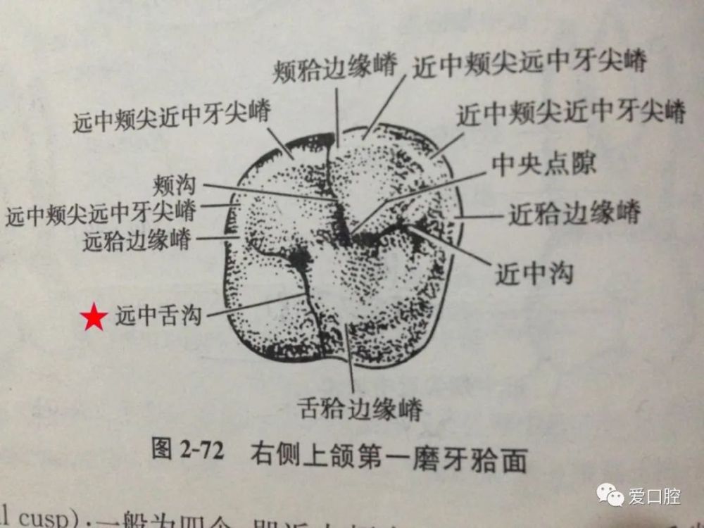 口腔解剖生理学牙体解剖