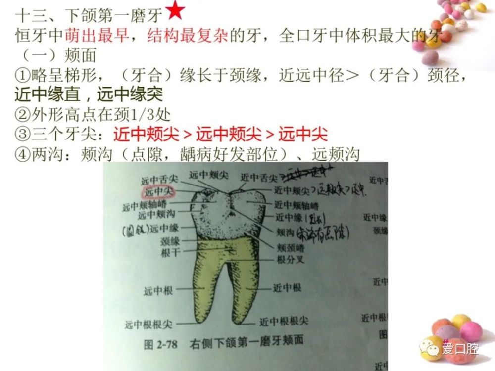 口腔解剖生理学牙体解剖