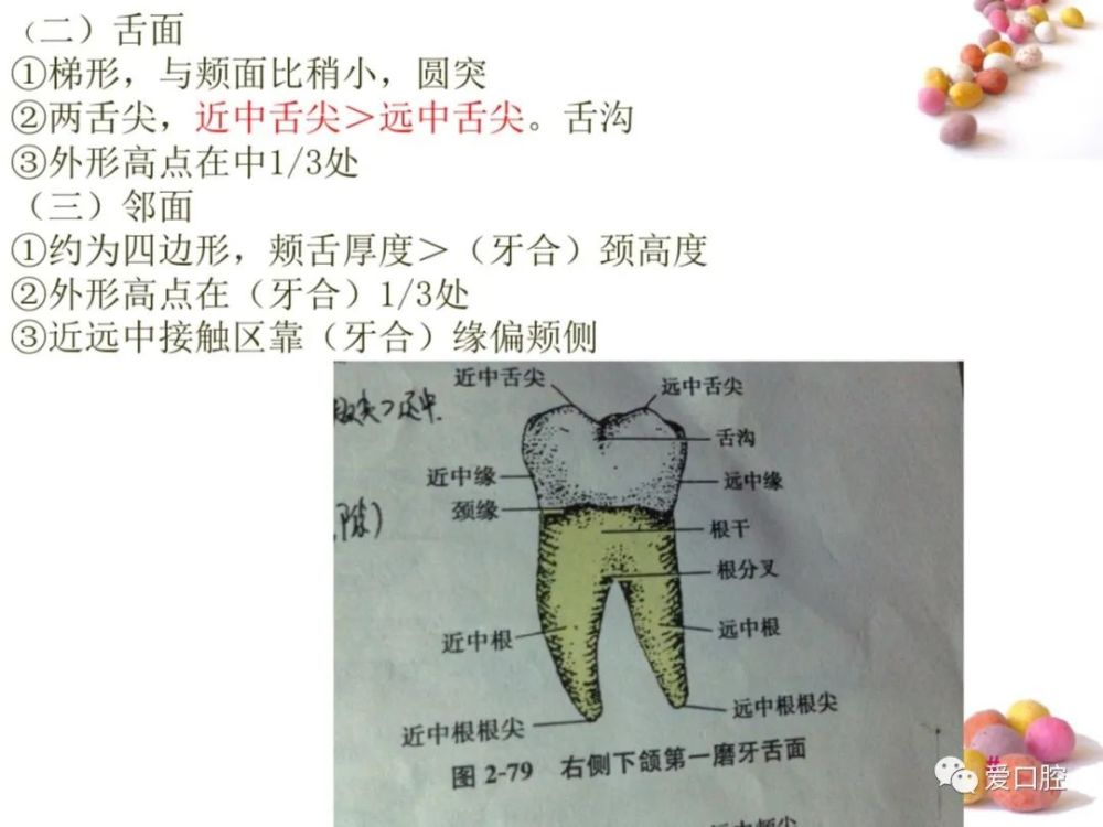 口腔解剖生理学牙体解剖