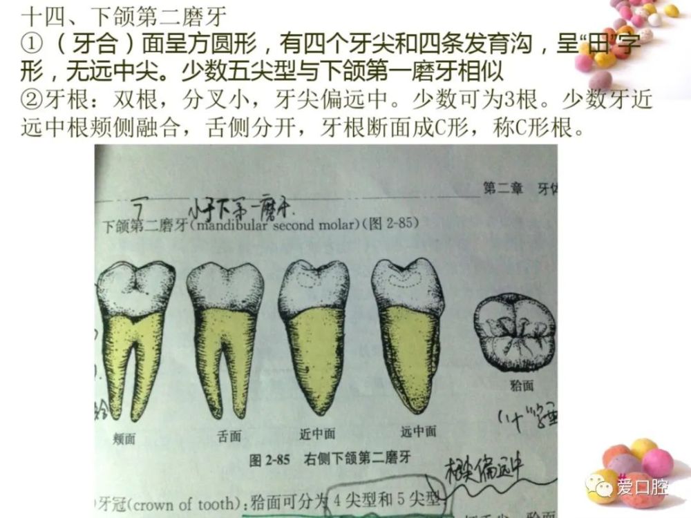 口腔颌面部骨骼肌肉解剖图谱 恒牙解剖形态讲解 无牙颌解