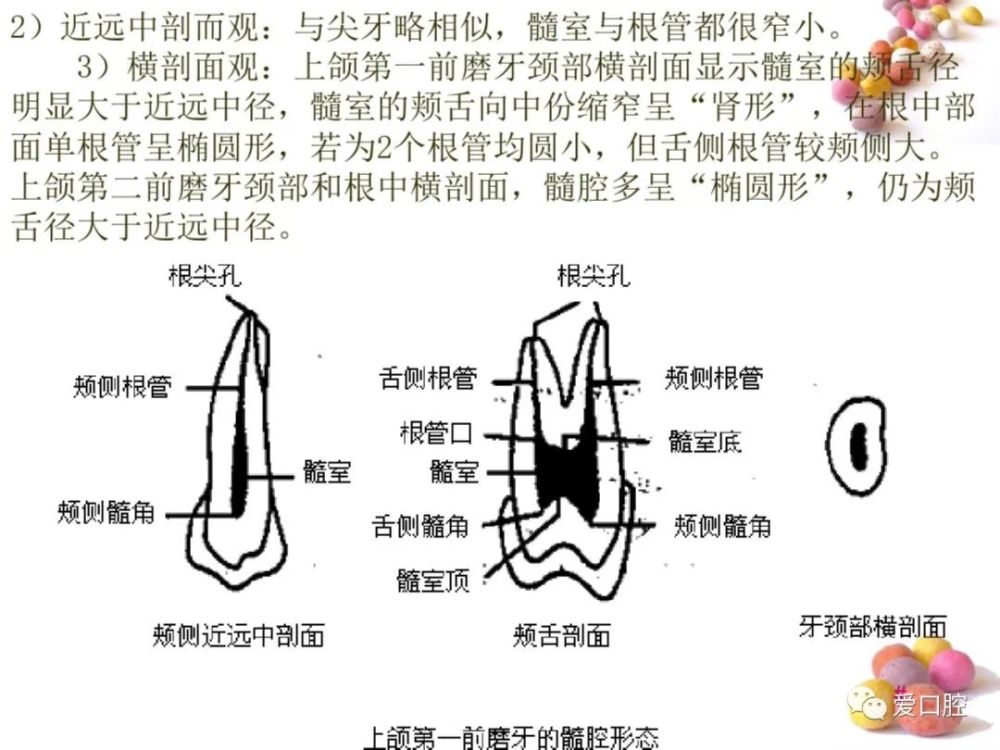 往期推荐 三叉神经的解剖与临床应用 开髓技术与注意事项 图解种植