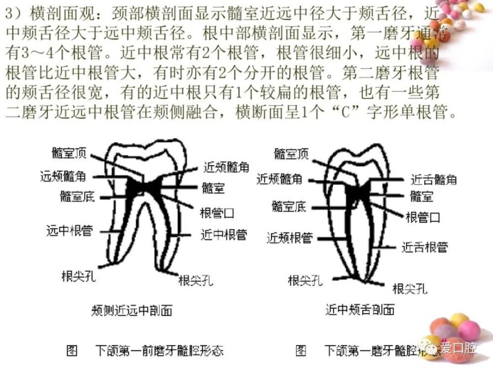 口腔颌面部骨骼肌肉解剖图谱 恒牙解剖形态讲解 无牙颌解