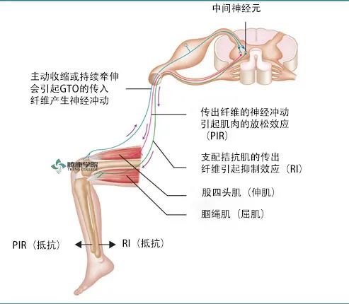 肌肉能量技术的原理和应用流程