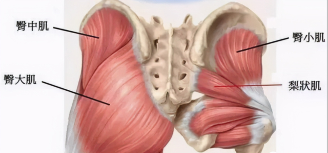 梨状肌是臀部深层的肌肉,可以利用锥形头进行定点的按摩.