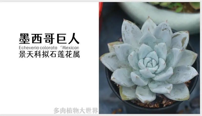 "墨西哥巨人"景天科拟石莲花属多肉植物,大型种非常霸气的一个品种