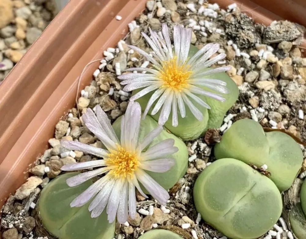 物种日历|肉锥的中流砥柱——拉登(conophytum ratum)