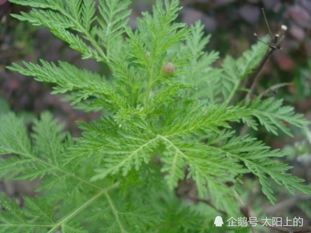青蒿鳖甲汤与发热