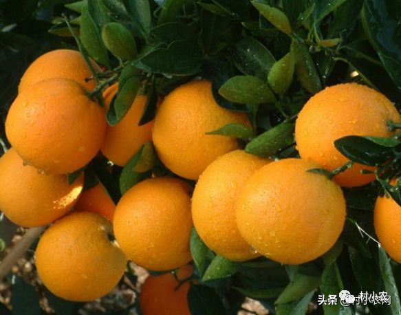 农村种橙子还赚不赚钱呢?高产是关键,5步让你的橙子高产起来