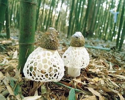 竹林中的"雪裙仙子"|竹荪