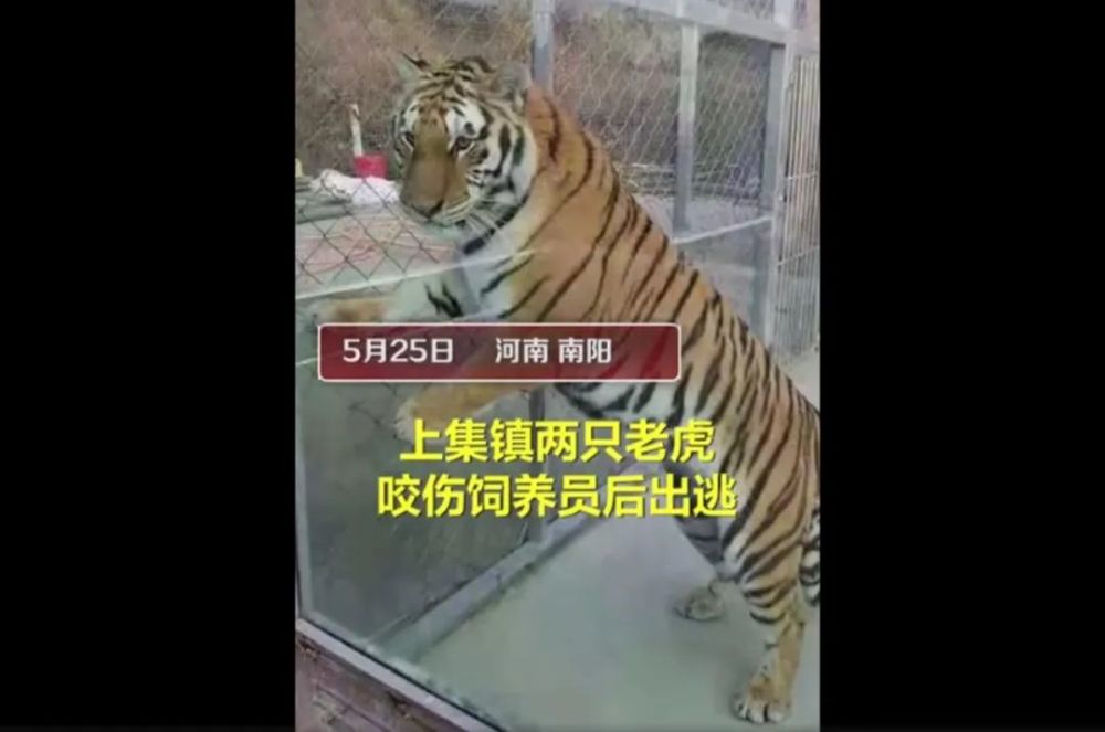今天之内全员核酸检测老虎外逃官方回应击毙原因北京230余架次航班