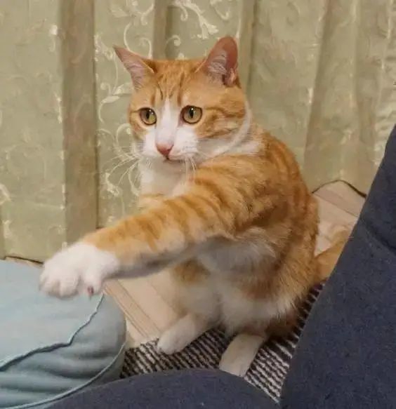 猫趣|花拳绣腿,猫咪间的战斗,伤害不大,侮辱性极强