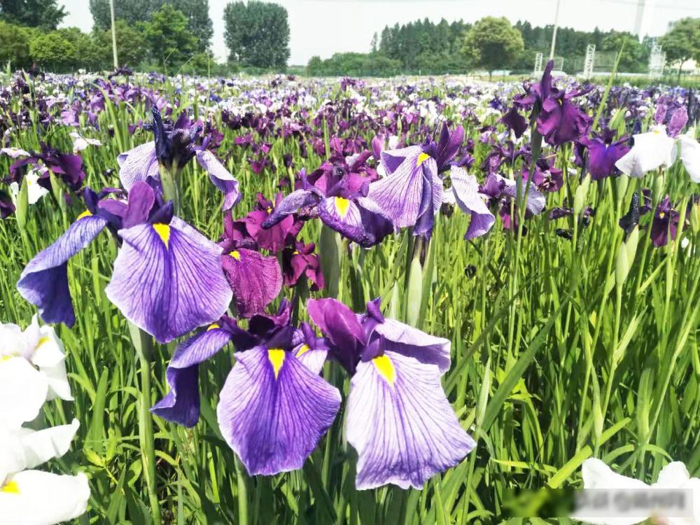 5月26日,农科所首届花菖蒲(日本鸢尾)展在这里开幕.