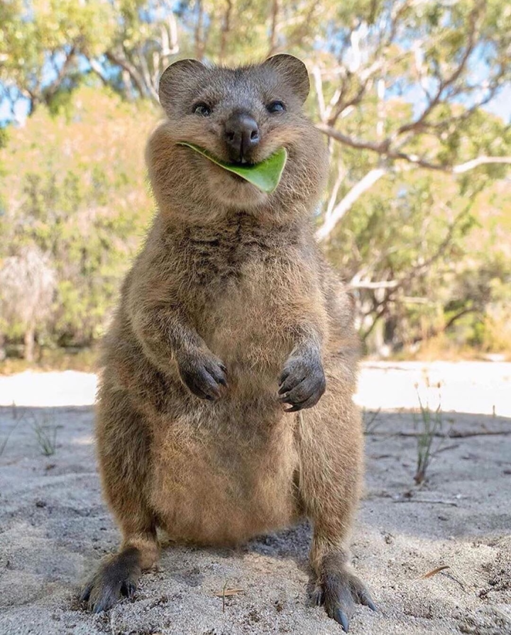 澳大利亚的自拍网红——短尾矮袋鼠