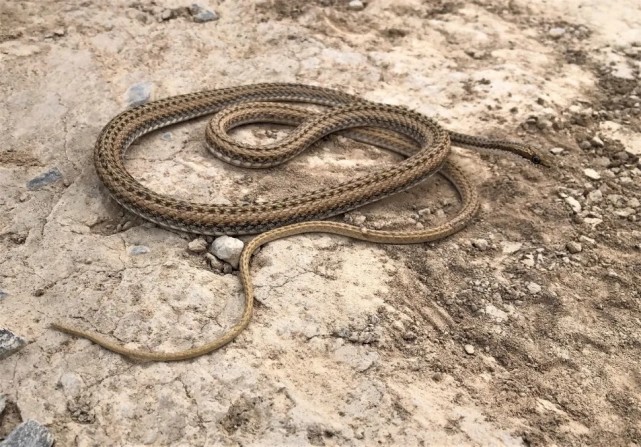 速度超快的蛇类新品种被发现,身体可以离开