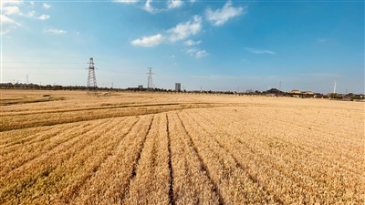 今年"浙"里预计小麦收购总量8000吨