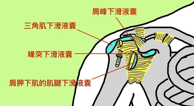 除了肩周炎,哪些疾病可导致肩部疼痛?