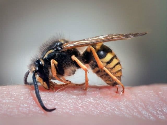 蜜蜂蜇人后便会死去它自己知道这回事么