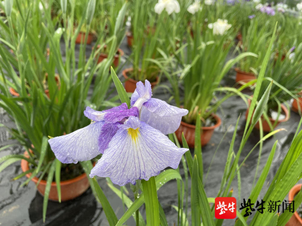 免费!相约扬州,去看花菖蒲