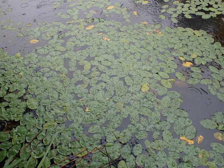 野生莼菜600平方米,中华水韭5000株,临安接连发现植物