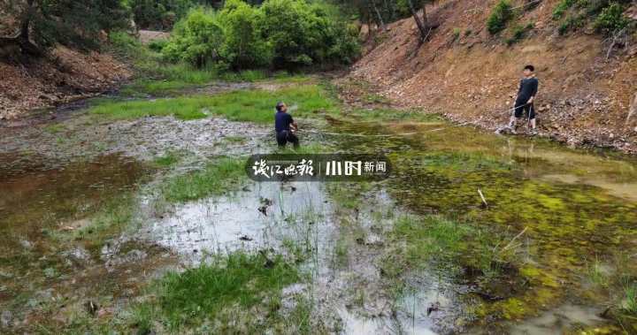 野生莼菜600平方米，中华水韭5000株，临安接连发现植物活化石