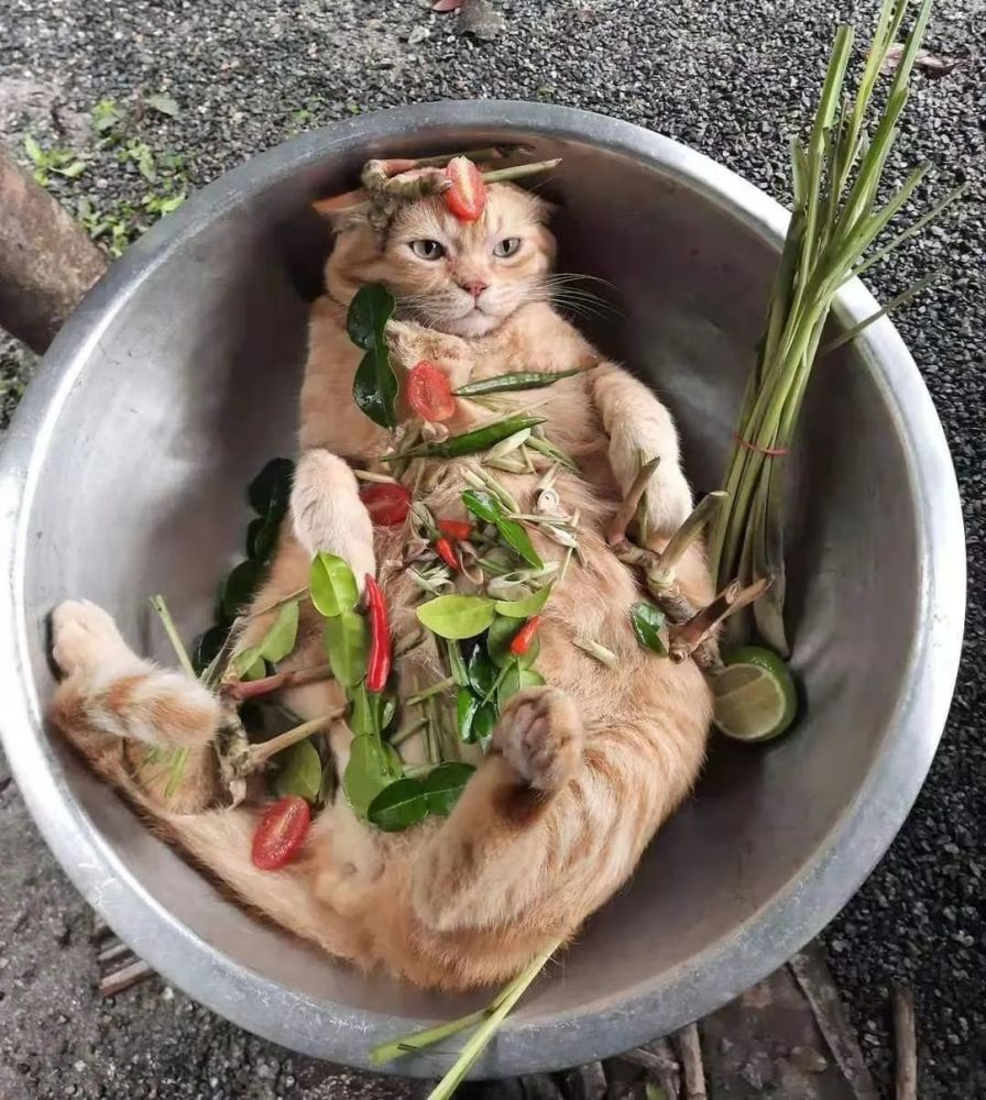 一道清凉开胃的柠檬茶炒鲜猫,完成!