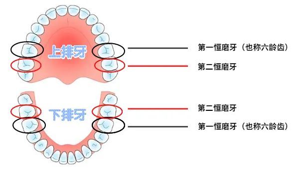 2,第一恒磨牙长出后:6-7岁;1,乳牙长出后:3-4岁,一般称乳磨牙阶段