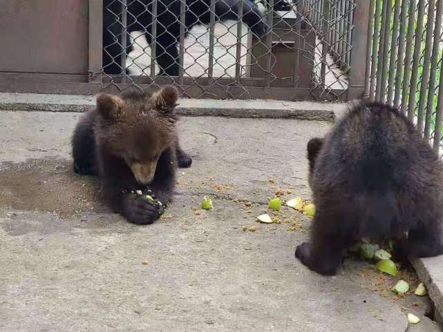 小棕熊