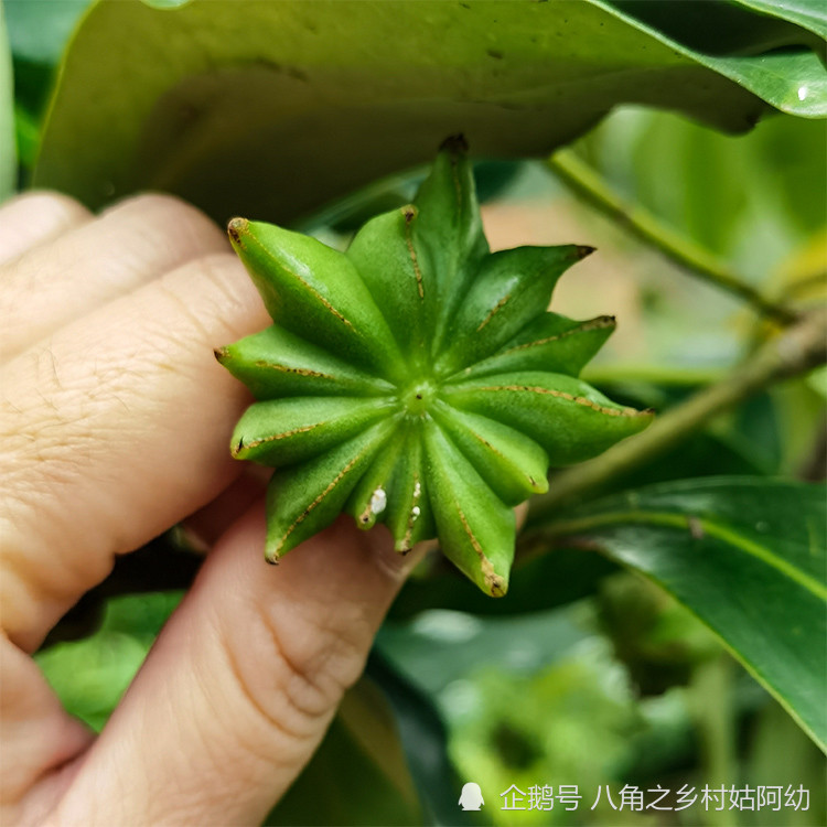 适合八角树种植的地区国内适合种植八角树的省份