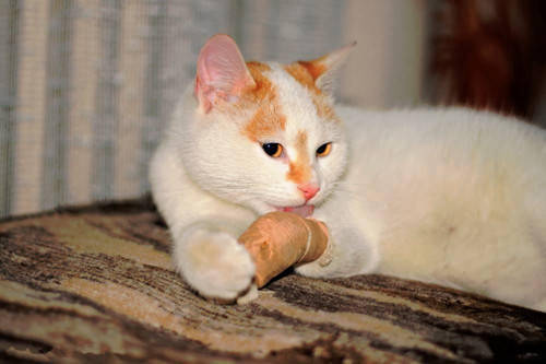 猫咪脚上有伤口老舔能好吗