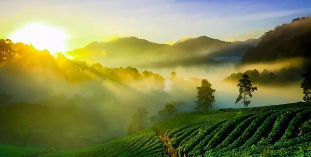 高山茶vs平地茶,代表茶大pk,这次你站哪个?