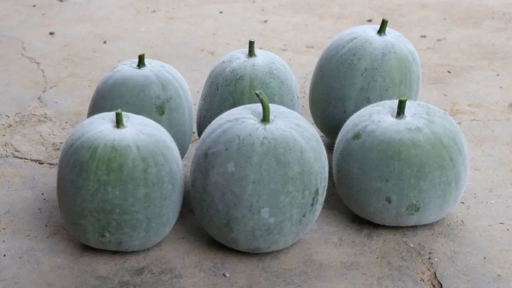 闻起来是香芋,吃起来是冬瓜?这种新奇的瓜,你吃过吗?