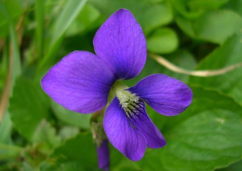 紫罗兰夏季养护做好这6点才能陆续开花