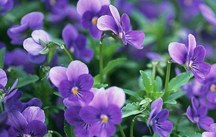紫罗兰,夏季养护做好这6点,才能陆续开花