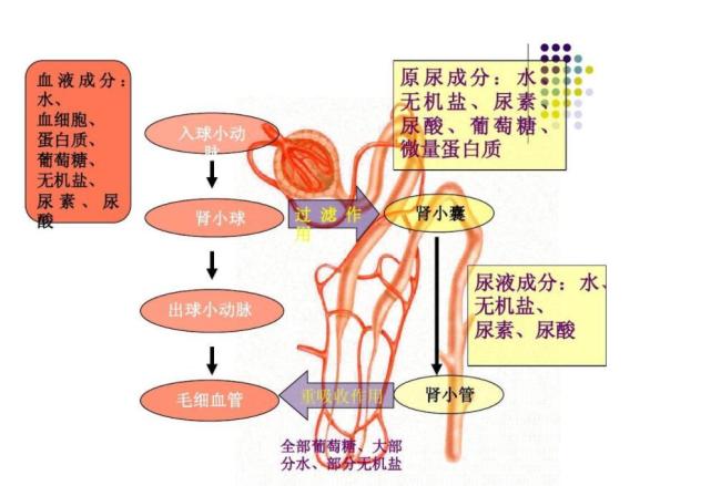 清爽可口,282升尿液变202升的饮用水,未来中国空间站会用吗?