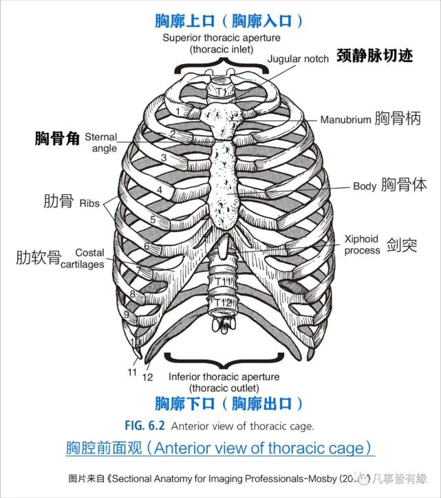 胸廓胸部及心肺基础知识复习