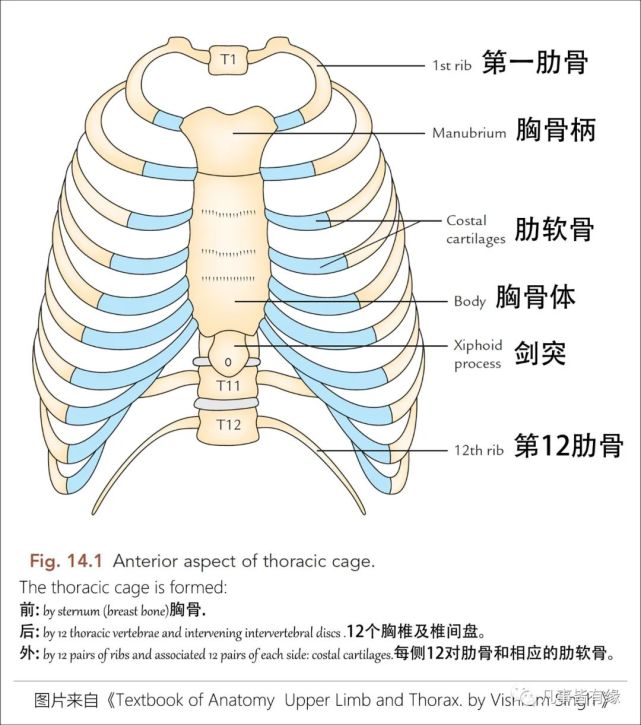 胸廓|胸部及心肺基础知识复习