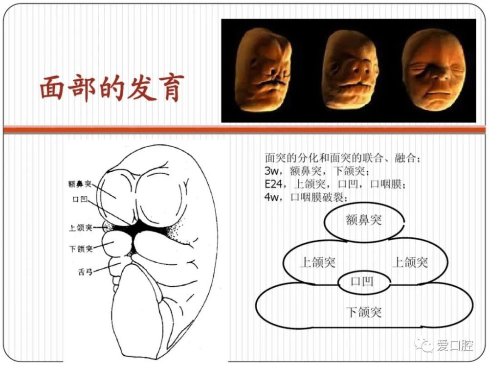 口腔组织病理学口腔颌面部的发育